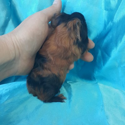 020-0910 Guinea Pig Sheltie Ginepig Dişi  Sahiplendirildi 020-0910 Guinea Pig Sheltie Ginepig Dişi  Sahiplendirildi