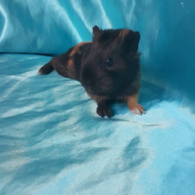 020-0925-Guinea-Pig-Dutch-Hollanda-Safkan-Ginepig-Dişi- Sahiplendirildi 020-0925-Guinea-Pig-Dutch-Hollanda-Safkan-Ginepig-Dişi- Sahiplendirildi