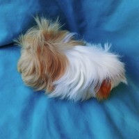 Ginepig Peruvian Guinea Pig Dişi Sahipledirildi Ginepig Peruvian Guinea Pig Dişi Sahipledirildi