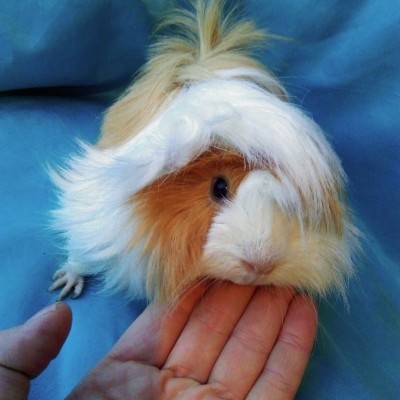 Ginepig Peruvian Guinea Pig Dişi Sahipledirildi Ginepig Peruvian Guinea Pig Dişi Sahipledirildi