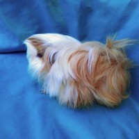 Ginepig Peruvian Guinea Pig Dişi Sahipledirildi Ginepig Peruvian Guinea Pig Dişi Sahipledirildi