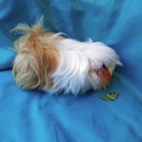 Ginepig Peruvian Guinea Pig Dişi Sahipledirildi Ginepig Peruvian Guinea Pig Dişi Sahipledirildi