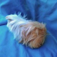 Ginepig Peruvian Guinea Pig Dişi Sahipledirildi Ginepig Peruvian Guinea Pig Dişi Sahipledirildi