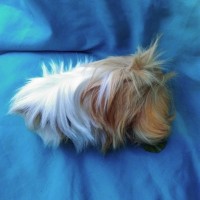 Ginepig Peruvian Guinea Pig Dişi Sahipledirildi Ginepig Peruvian Guinea Pig Dişi Sahipledirildi