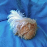 Ginepig Peruvian Guinea Pig Dişi Sahipledirildi Ginepig Peruvian Guinea Pig Dişi Sahipledirildi