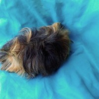 Ginepig Peruvian Guinea Pig Dişi Sahiplendirildi Ginepig Peruvian Guinea Pig Dişi Sahiplendirildi