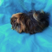 Ginepig Peruvian Guinea Pig Dişi Sahiplendirildi Ginepig Peruvian Guinea Pig Dişi Sahiplendirildi