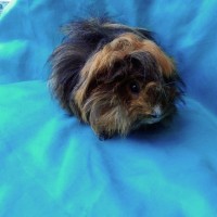 Ginepig Peruvian Guinea Pig Dişi Sahiplendirildi Ginepig Peruvian Guinea Pig Dişi Sahiplendirildi