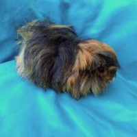 Ginepig Peruvian Guinea Pig Dişi Sahiplendirildi Ginepig Peruvian Guinea Pig Dişi Sahiplendirildi