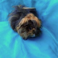 Ginepig Peruvian Guinea Pig Dişi Sahiplendirildi Ginepig Peruvian Guinea Pig Dişi Sahiplendirildi