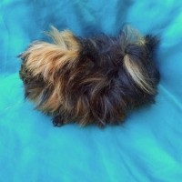 Ginepig Peruvian Guinea Pig Dişi Sahiplendirildi Ginepig Peruvian Guinea Pig Dişi Sahiplendirildi