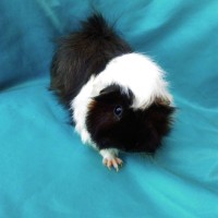 Ginepig Peruvian Guinea Pig Dişi Sahiplendirildi Ginepig Peruvian Guinea Pig Dişi Sahiplendirildi