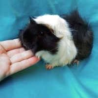Ginepig Peruvian Guinea Pig Dişi Sahiplendirildi Ginepig Peruvian Guinea Pig Dişi Sahiplendirildi