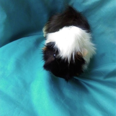 Ginepig Peruvian Guinea Pig Dişi Sahiplendirildi Ginepig Peruvian Guinea Pig Dişi Sahiplendirildi