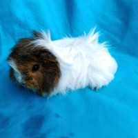 Ginepig Peruvian Melez Guinea Pig Dişi Sahiplendirildi Ginepig Peruvian Melez Guinea Pig Dişi Sahiplendirildi