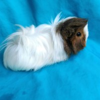 Ginepig Peruvian Melez Guinea Pig Dişi Sahiplendirildi Ginepig Peruvian Melez Guinea Pig Dişi Sahiplendirildi