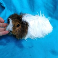 Ginepig Peruvian Melez Guinea Pig Dişi Sahiplendirildi Ginepig Peruvian Melez Guinea Pig Dişi Sahiplendirildi