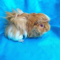 Ginepig Peruvian Guinea Pig Dişi Sahiplenirildi Konya Ginepig Peruvian Guinea Pig Dişi Sahiplenirildi Konya