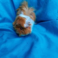 Ginepig Peruvian Guinea Pig Dişi Sahiplenirildi Konya Ginepig Peruvian Guinea Pig Dişi Sahiplenirildi Konya