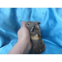 018-1009-Guinea-Pig-Dutch-Hollanda-Safkan-Ginepig-Erkek Sahiplendirildi Bodrum