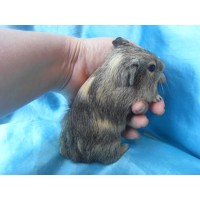 018-1009-Guinea-Pig-Dutch-Hollanda-Safkan-Ginepig-Erkek Sahiplendirildi Bodrum