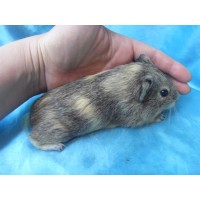 018-1009-Guinea-Pig-Dutch-Hollanda-Safkan-Ginepig-Erkek Sahiplendirildi Bodrum