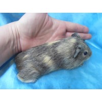 018-1009-Guinea-Pig-Dutch-Hollanda-Safkan-Ginepig-Erkek Sahiplendirildi Bodrum