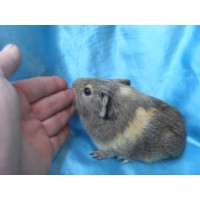 018-1009-Guinea-Pig-Dutch-Hollanda-Safkan-Ginepig-Erkek Sahiplendirildi Bodrum