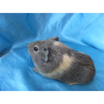 018-1009-Guinea-Pig-Dutch-Hollanda-Safkan-Ginepig-Erkek Sahiplendirildi Bodrum