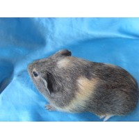 018-1009-Guinea-Pig-Dutch-Hollanda-Safkan-Ginepig-Erkek Sahiplendirildi Bodrum