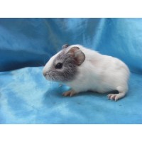 018-1018-Guinea-Pig-Dutch-Hollanda-Safkan-Ginepig-Dişi Sahiplendirildi