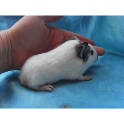 018-1018-Guinea-Pig-Dutch-Hollanda-Safkan-Ginepig-Dişi Sahiplendirildi