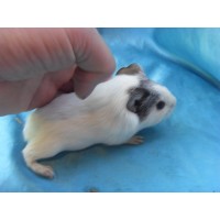 018-1018-Guinea-Pig-Dutch-Hollanda-Safkan-Ginepig-Dişi Sahiplendirildi