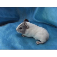 018-1018-Guinea-Pig-Dutch-Hollanda-Safkan-Ginepig-Dişi Sahiplendirildi