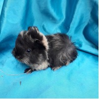 018-1087 Ginepig Peruvian Guinea Pig Dişi Safkan  Rezerve Kastamonu