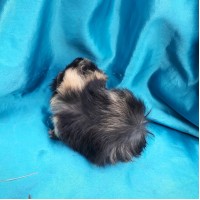 018-1087 Ginepig Peruvian Guinea Pig Dişi Safkan  Rezerve Kastamonu