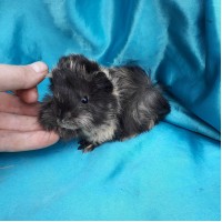 018-1087 Ginepig Peruvian Guinea Pig Dişi Safkan  Rezerve Kastamonu