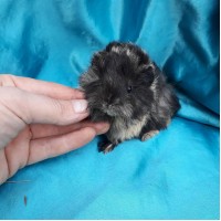 018-1087 Ginepig Peruvian Guinea Pig Dişi Safkan  Rezerve Kastamonu