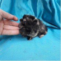 018-1087 Ginepig Peruvian Guinea Pig Dişi Safkan  Rezerve Kastamonu