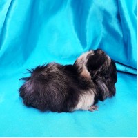 018-1087 Ginepig Peruvian Guinea Pig Dişi Safkan  Rezerve Kastamonu