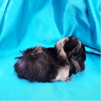 018-1087 Ginepig Peruvian Guinea Pig Dişi Safkan  Rezerve Kastamonu