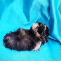 018-1087 Ginepig Peruvian Guinea Pig Dişi Safkan  Rezerve Kastamonu