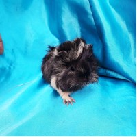 018-1087 Ginepig Peruvian Guinea Pig Dişi Safkan  Rezerve Kastamonu