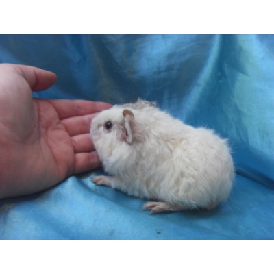 018-1091 Ginepig Kıvırcık  Guinea Pig Dişi Sahiplendirild Ankara