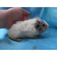 018-1091 Ginepig Kıvırcık  Guinea Pig Dişi Sahiplendirild Ankara