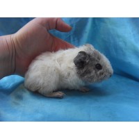 018-1091 Ginepig Kıvırcık  Guinea Pig Dişi Sahiplendirild Ankara