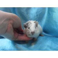018-1091 Ginepig Kıvırcık  Guinea Pig Dişi Sahiplendirild Ankara