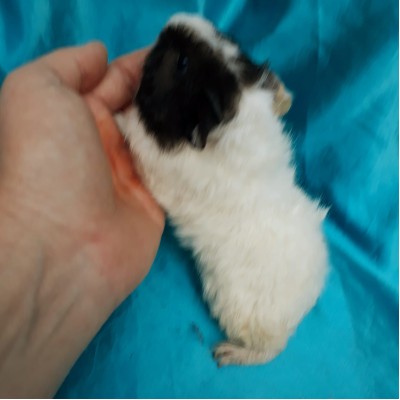 019-1009 Ginepig Kıvırcık Guinea Pig Erkek Sahiplendirildi 019-1009 Ginepig Kıvırcık Guinea Pig Erkek Sahiplendirildi