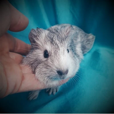 019-1018-Guinea-Pig-Dutch-Hollanda-Safkan-Ginepig-Erkek Sahiplendirildi 019-1018-Guinea-Pig-Dutch-Hollanda-Safkan-Ginepig-Erkek Sahiplendirildi