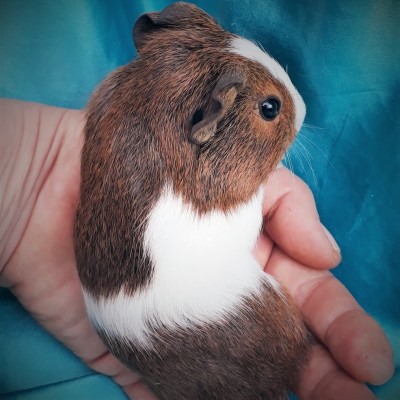 019-1019-Guinea-Pig-Dutch-Hollanda-Safkan-Ginepig-Erkek Sahiplendirildi İzmir 019-1019-Guinea-Pig-Dutch-Hollanda-Safkan-Ginepig-Erkek Sahiplendirildi İzmir